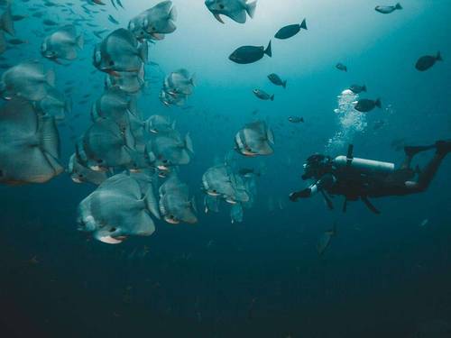 DPM Diving Koh Tao