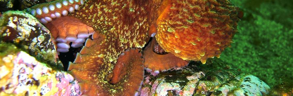 Salish Sea Dive Inc.