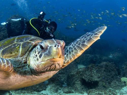 Gold Coast Dive Centre & Marine Training College