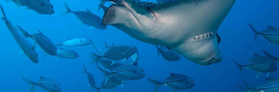 Fulidhoo Dive & Water Sports