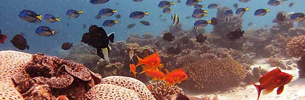Fundu Lagoon / 710 Dive Centre