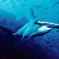 Roberta's Scuba Shack