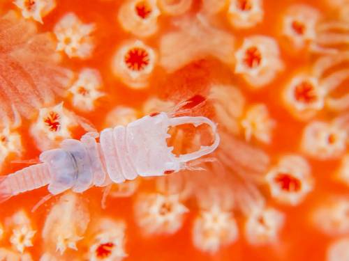 Diving Servise Grunt Sculpin