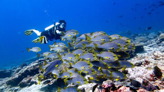 Maafushi Dive & Water Sports.