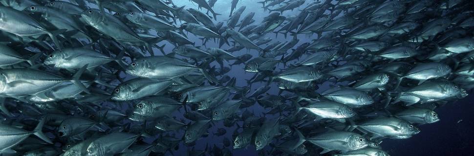 Savedra Dive Center