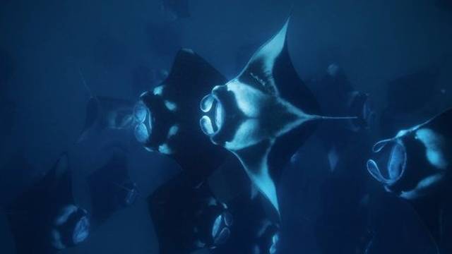 Manta Nomad Divers
