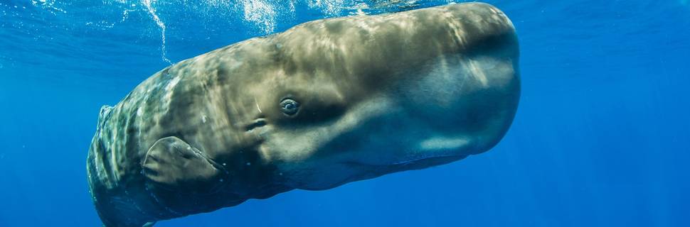 Dive Azores . Whale Project Azores