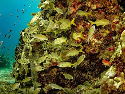 Eastern Caribbean Diving