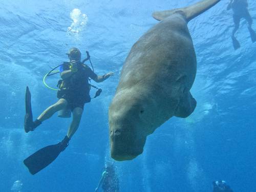 Coral Reef Divers