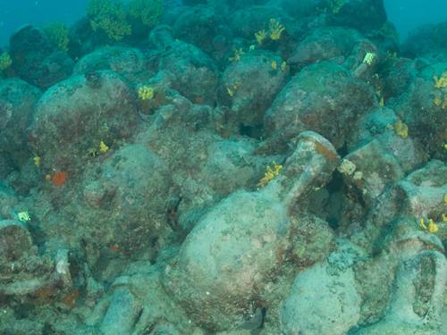 Foka Diving