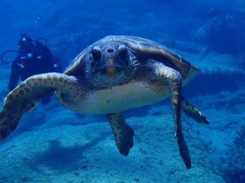 Atlantis Diving Center
