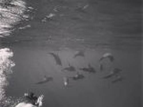 Dive Gordo Banks