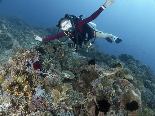 Indonesia Dive Safaris