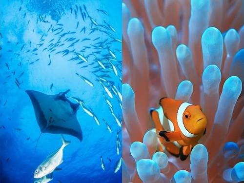 Scuba Go