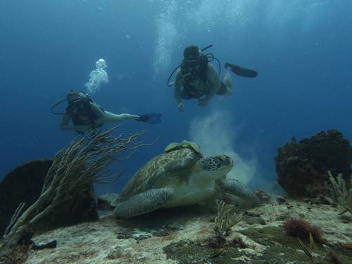 Alma Libre Dive Center Cozumel
