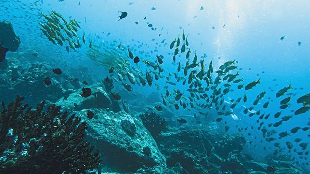 Lumba Lumba Diving Centre & Beach Resort