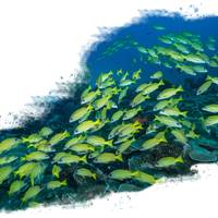 Mafia Island Diving
