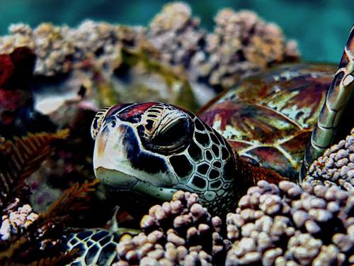 Ocean Gravity Dive Center Bali