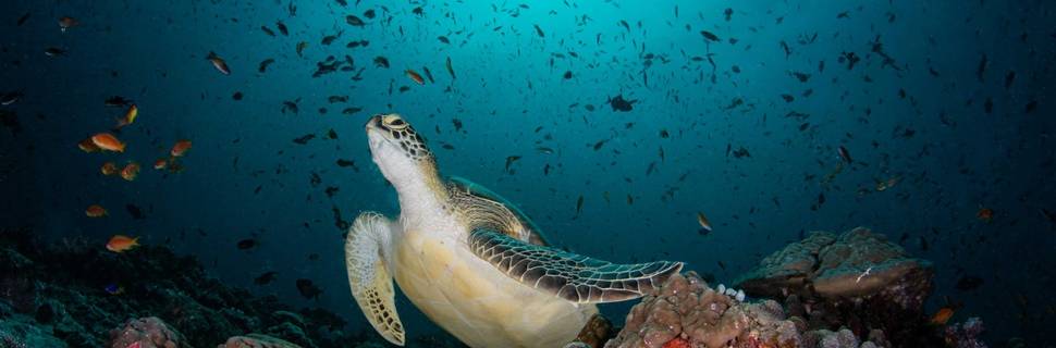 Manta Tribe Maldives - Diving Center in Dharavandhoo
