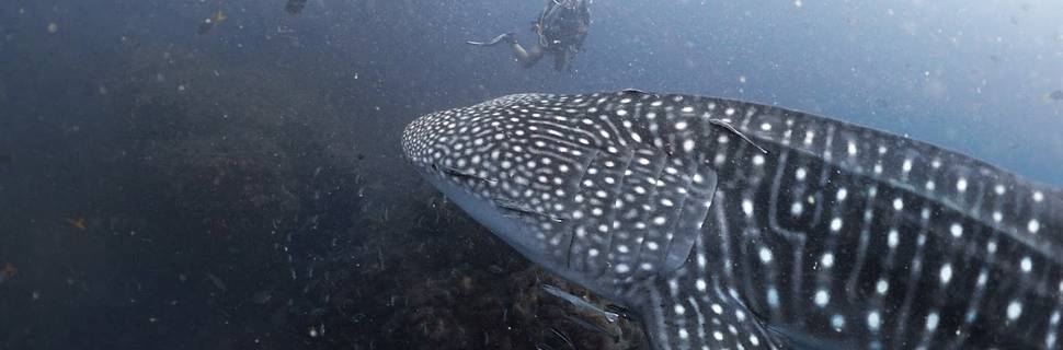 Big Blue Diving School Koh Tao