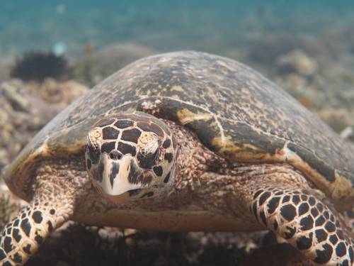 Gili Scuba Diving
