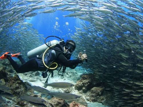 Scuba Iguana