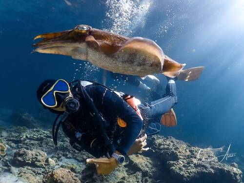 Phi Phi Barakuda Scuba - Dive Center, Diving Phi Phi Island