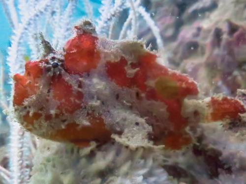 Langkawi Scuba