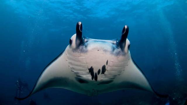 Jukung Dive Bali - Penida Resort