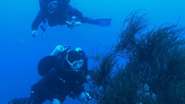 The Dive Connection Ltd