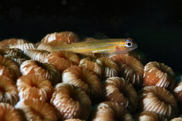 Curaçao