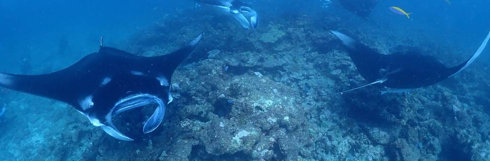 G-FREE DIVING SERVICE