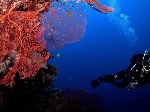 Dive Desk Male’ – PADI 5-Star Dive Center