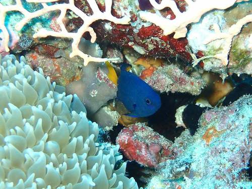 The Nautilus Dive Centre