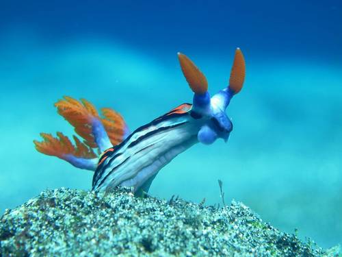 Scuba Duba Doo Dive Center Bali