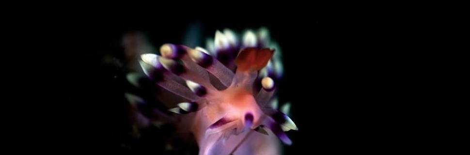 Turtle Divers Raja Ampat