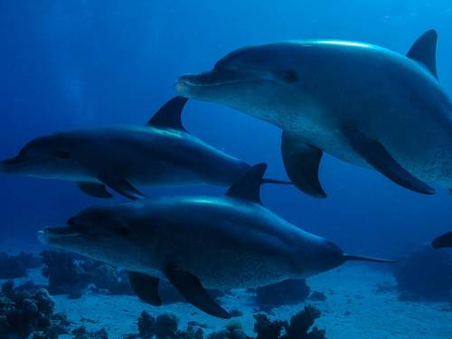 Hurghada Diving Center