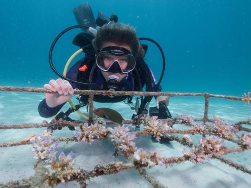 Murex Dive