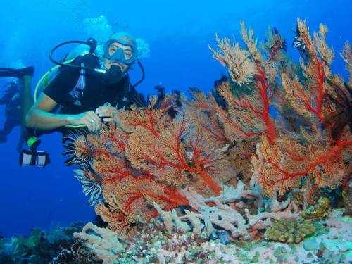 Blue Marlin Dive Komodo