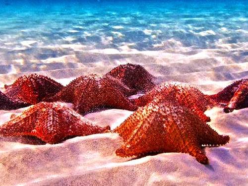 Snorkel El Cielo Cozumel