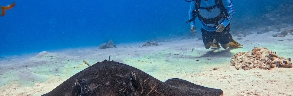 Escuela de Buceo Sea Pride