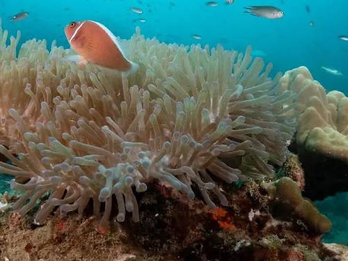 The Dearly Dive Koh Tao – PADI 5 Star Dive Resort & Scuba School