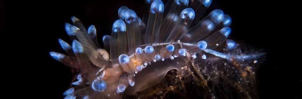 Ouranoupoli - Athos Scuba Diving Center