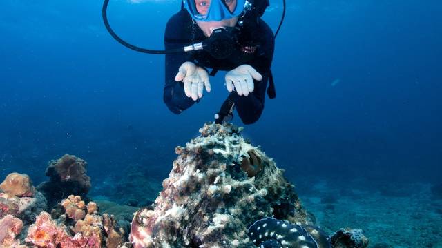 Princess Divers - Scuba Diving Phi Phi Island