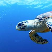 Blue View Divers: Scuba Diving Phi Phi