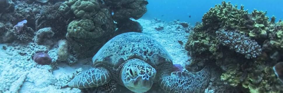 Southern Maldives divers