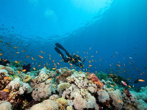 Blue Revival Diving College
