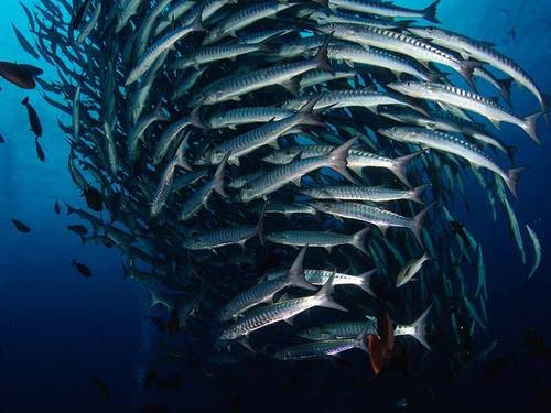 Seaventures Dive Rig SDN. BHD