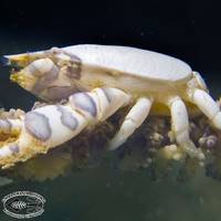 Chaloklum Diving