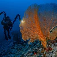 TGI Diving Gorgonia Beach